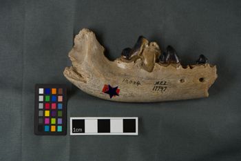Media type: image;   Vertebrate Paleontology VPM-17747 Description: Photograph of a mandible in buccal view of MCZ VPM-17747, Aelurodon haydeni.;  Aspect: buccal